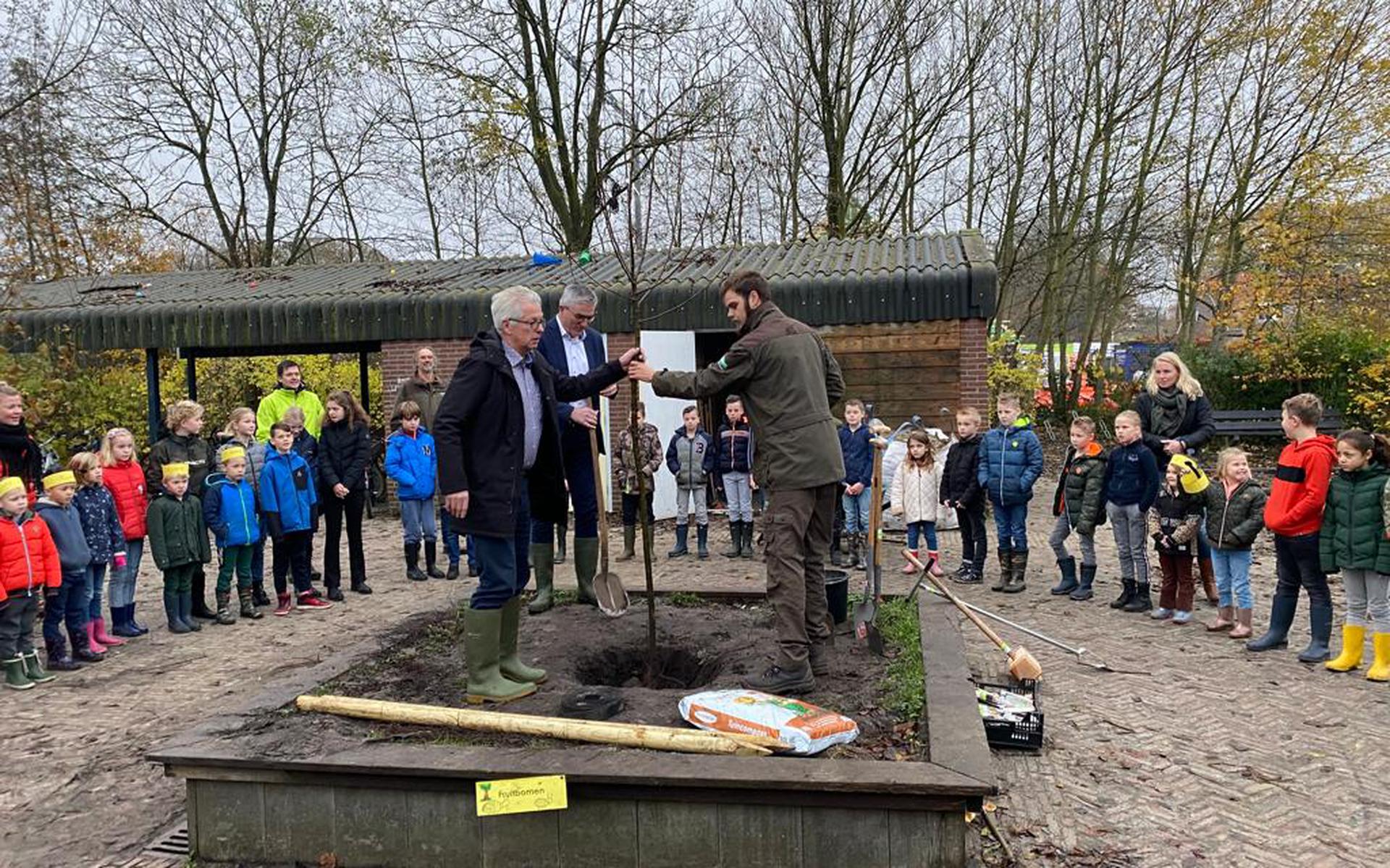 Daar gaat de boom de grond in, onder toezicht van de leerlingen van KC De Vuursteen in Wapseveen.