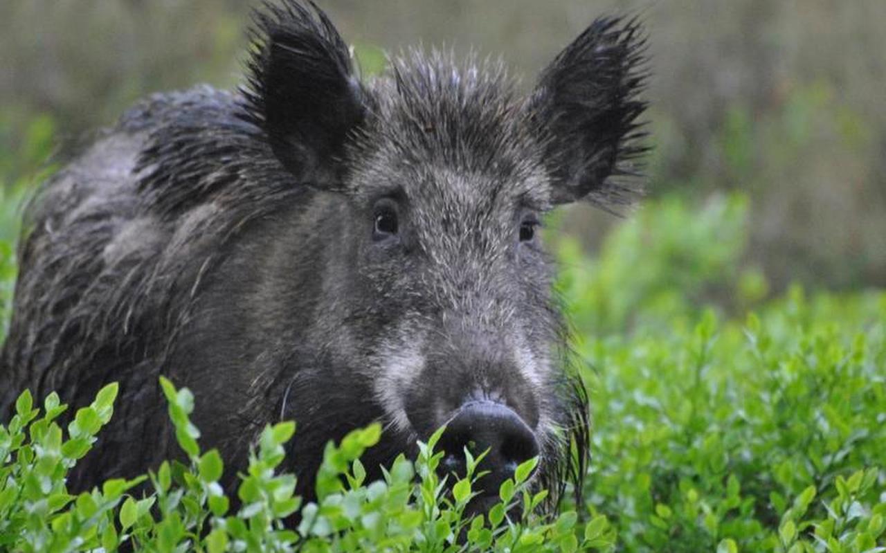 Een wild zwijn, in jagerskringen gewoon varken genoemd, op de Veluwe. Een wild zwijn, in jagerskringen gewoon varken genoemd, op de Veluwe.