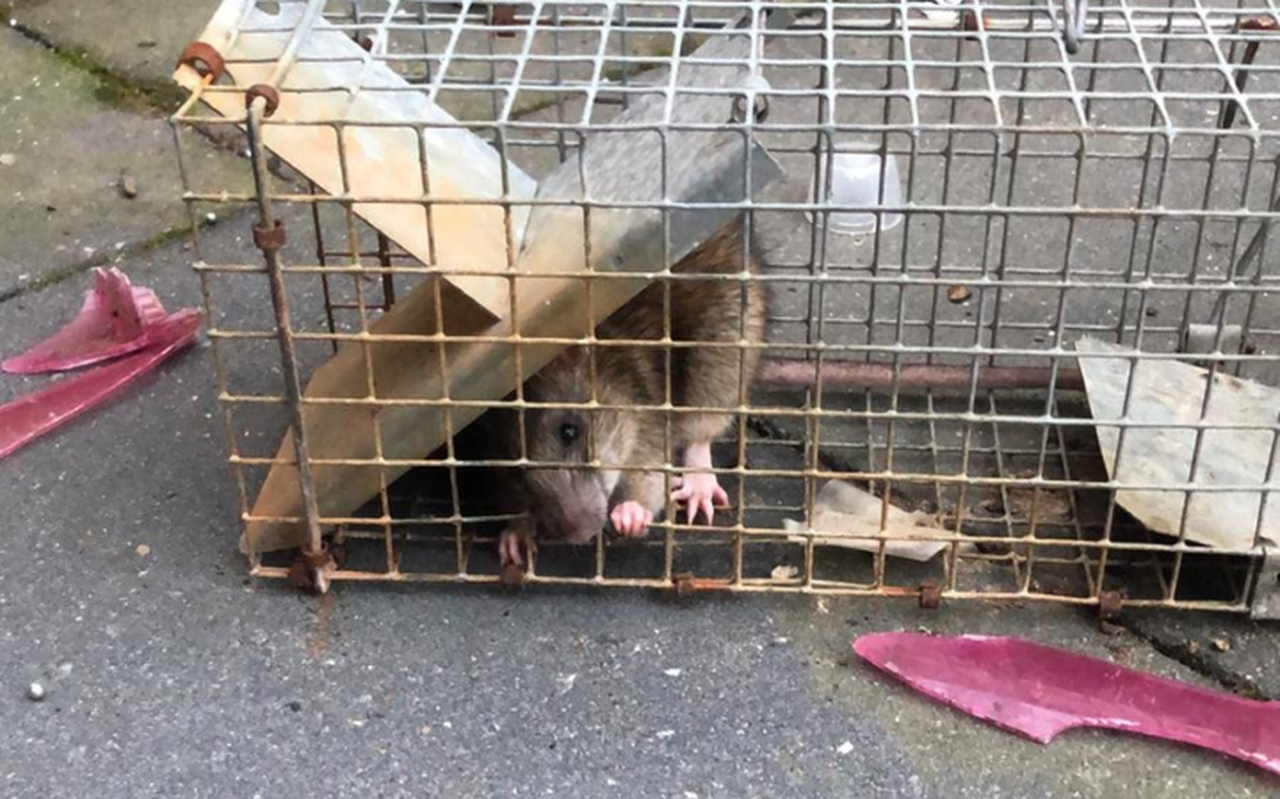 Een gevangen rat in de Schoenerstraat.