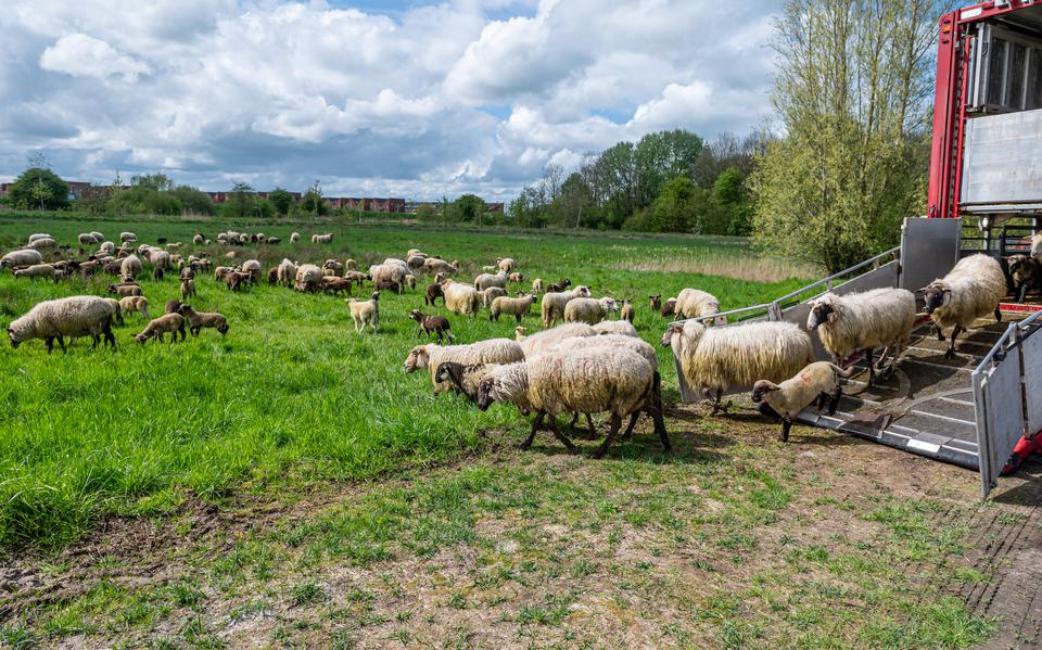 De stadskudde schapen wordt gelost aan de Bunders bij de Reitdiepwijk in Groningen.  