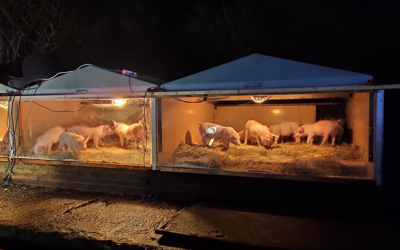 Normaal gesproken zitten de varkens binnen, maar voor de gelegenheid staan er bij de verlichte boerderijenroute een paar buiten achter glas. 