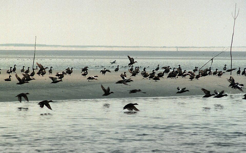 De Dollard is een belangrijk gebied voor watervogels.