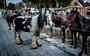 De mooiste paarden werden in alle vroegte al verhandeld. Foto Geert Job Sevink