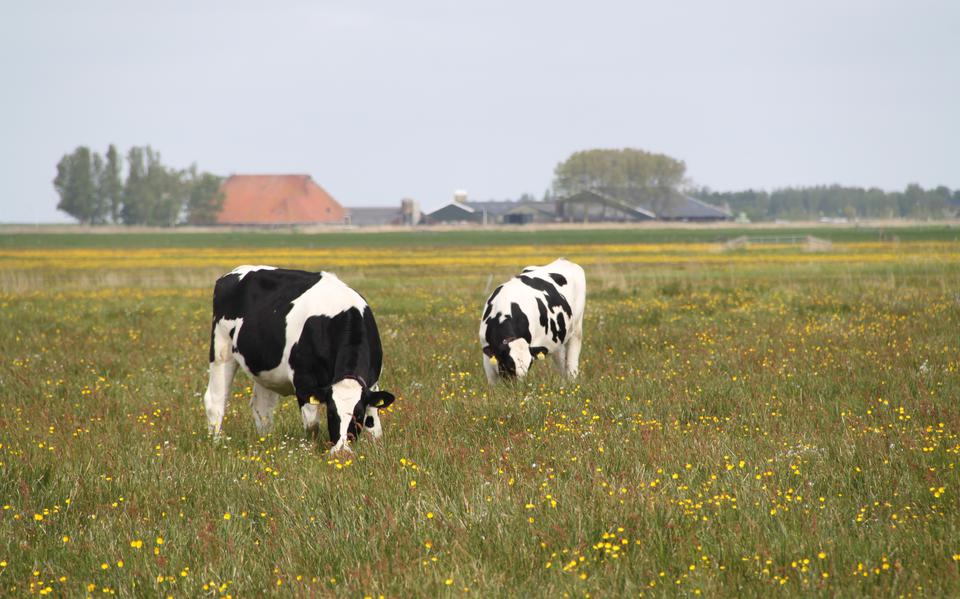 Kruidenrijk gras is gezond voor koeien, bodem, klimaat en milieu.