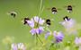 Van de 358 soorten wilde bijen wordt de helft bedreigd. 