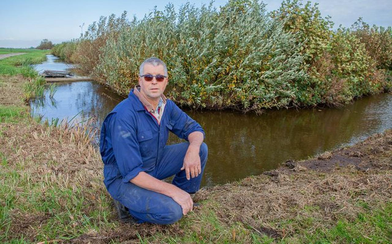 Agrariër Wim de Wit op de plek in zijn land waar hij een aantal dode zwanen aantrof. Agrariër Wim de Wit op de plek in zijn land waar hij een aantal dode zwanen aantrof.