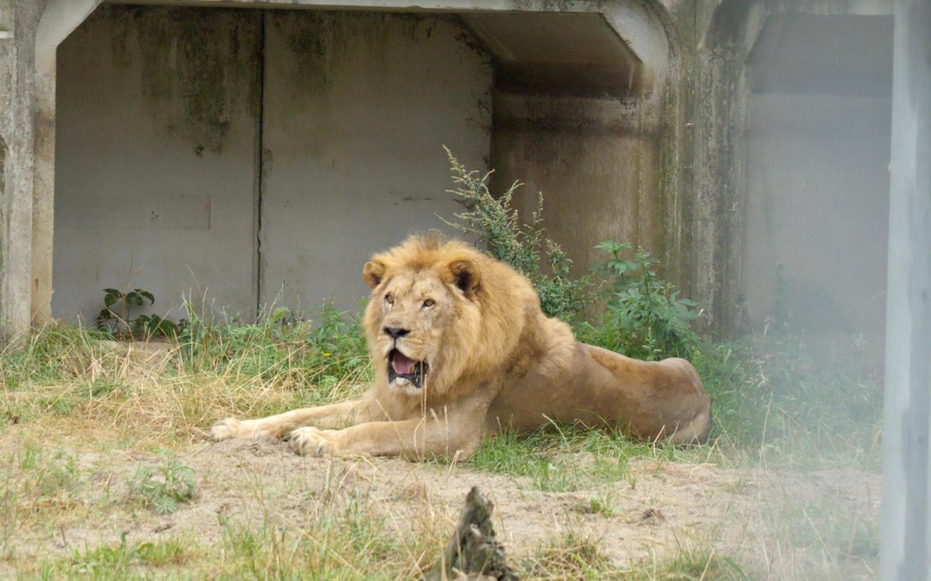 Jafar, de leeuwenman van Wildlands.