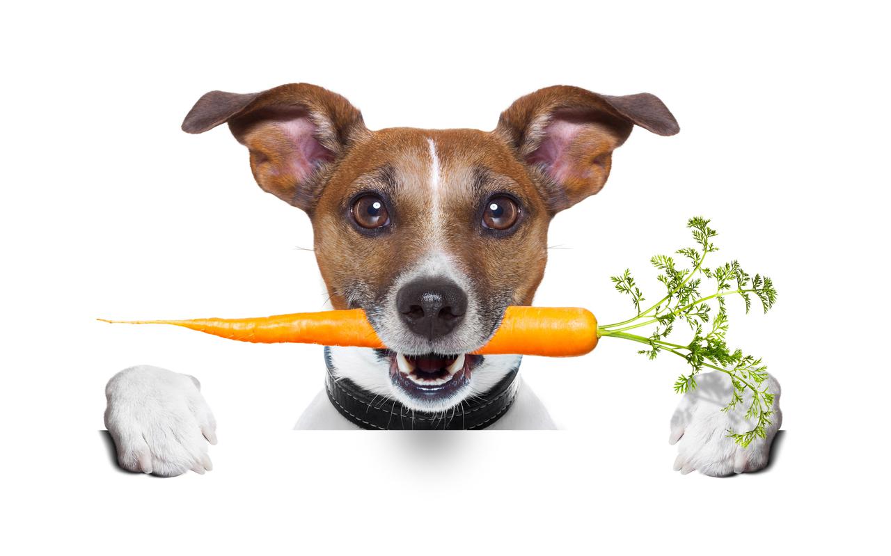 Honden kunnen makkelijker overschakelen op plantaardig voedsel dan katten.