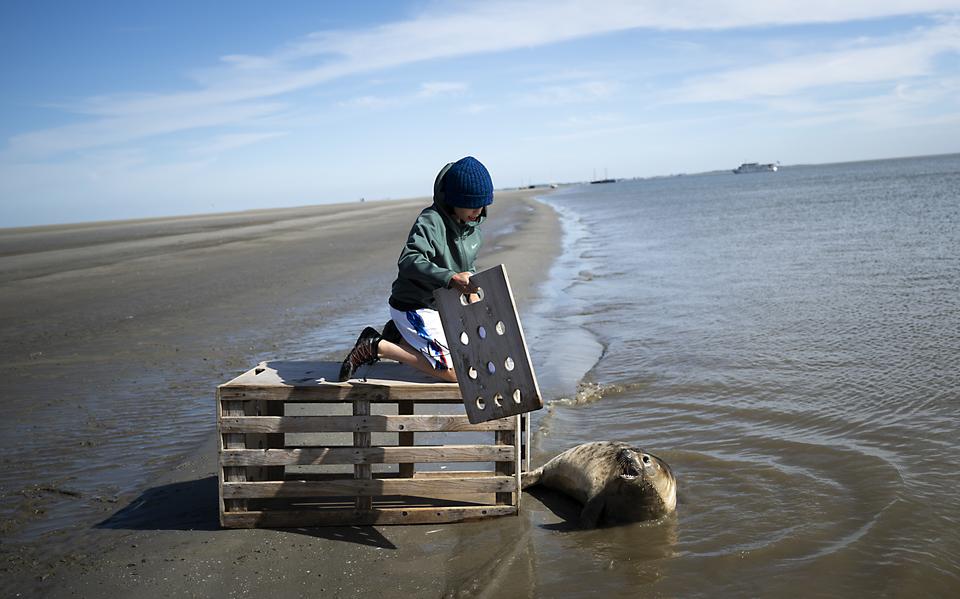 De tweede poging om de zeehond vrij te laten, direct aan zee.