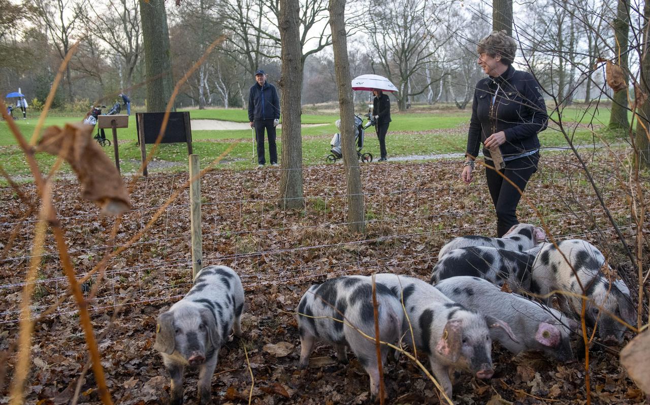 Wroetende varkens bij hole 16 van golfbaan De Gelpenberg in Aalden. Wroetende varkens bij hole 16 van golfbaan De Gelpenberg in Aalden.