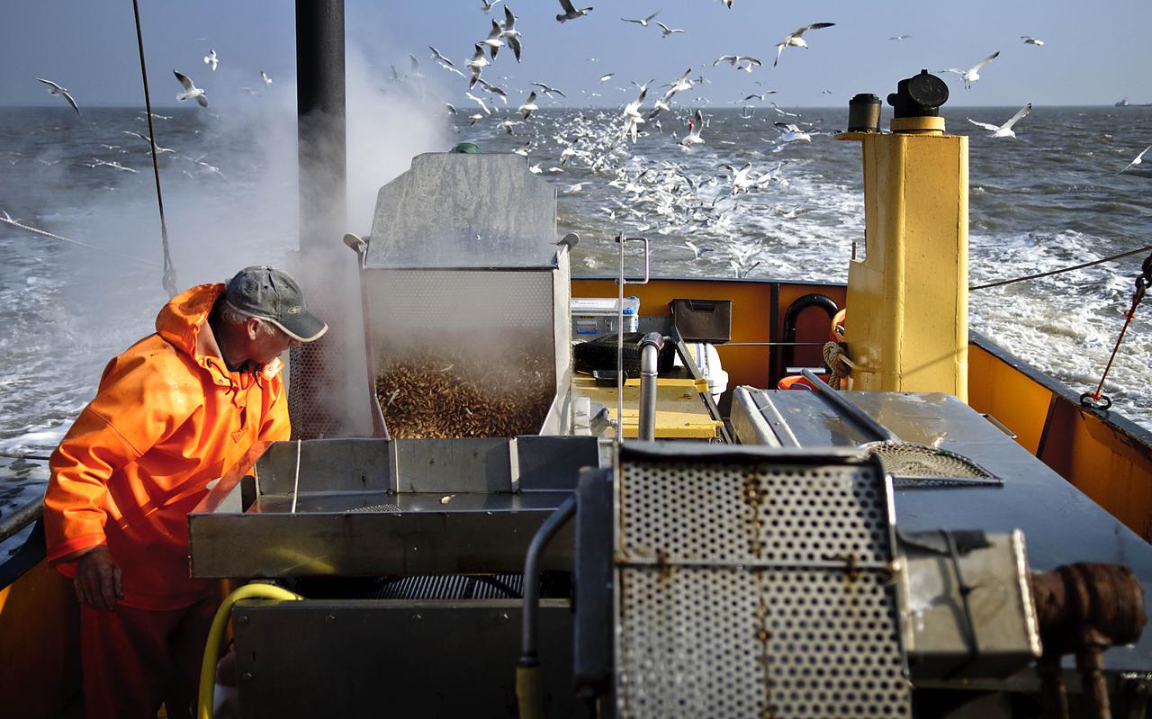 Garnalenvissen op de Waddenzee. Heiko Rispens kookt de garnalen, terwijl meeuwen zich tegoed doen aan de bijvangst.