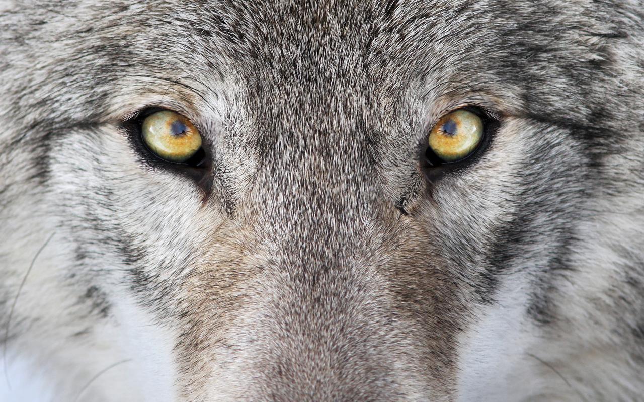 De wolf bepaalt volgens milieurechtdeskundige Arie Trouwborst zelf waar hij zich vestigt. De wolf bepaalt volgens milieurechtdeskundige Arie Trouwborst zelf waar hij zich vestigt.