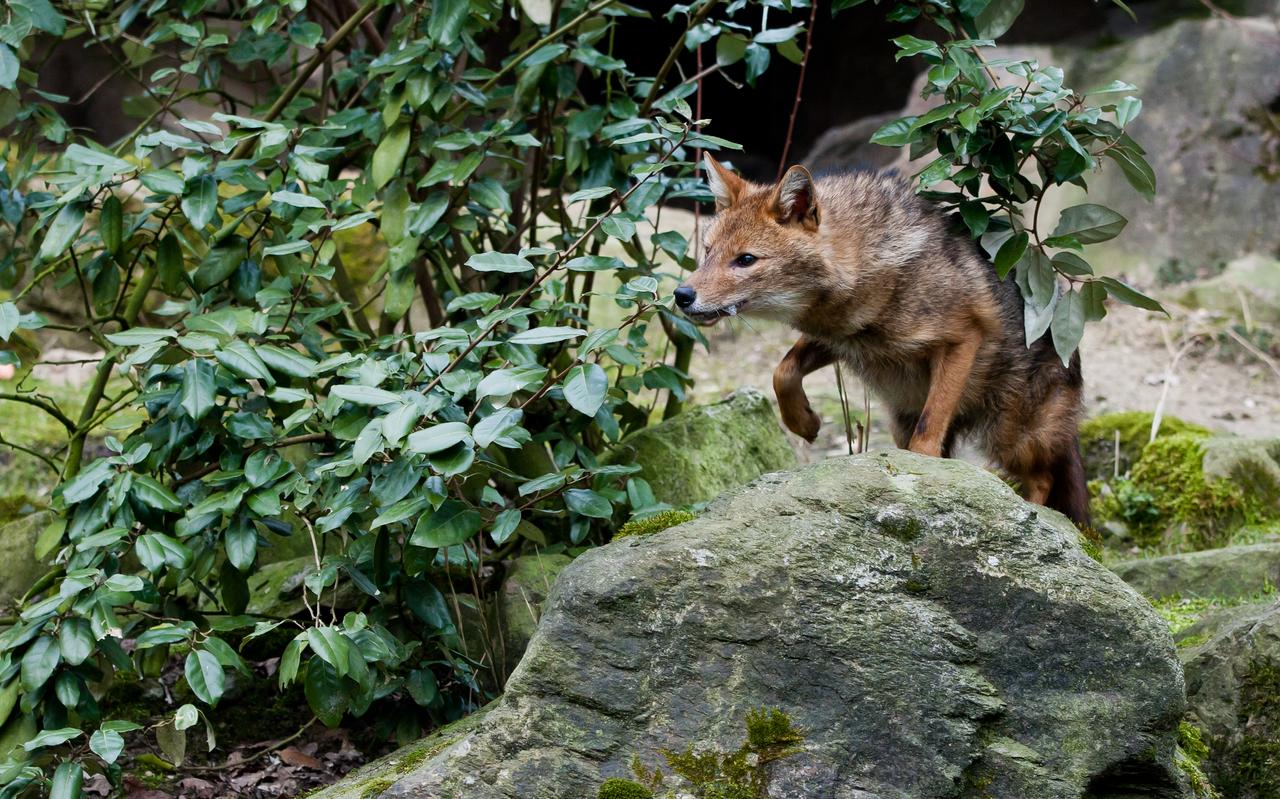 De goudjakhals, ook wel rietwolf genoemd. Foto via Cindy de Jonge De goudjakhals, ook wel rietwolf genoemd. Foto via Cindy de Jonge