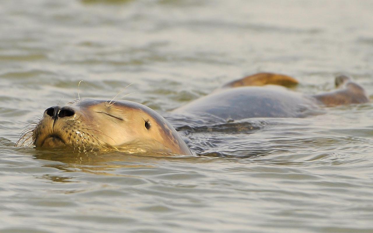 Een zeehond in het Waddengebied.