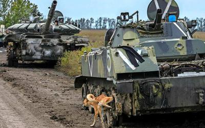 Een hond plast over een op de Russen buitgemaakt infanteriegevechtsvoertuig.