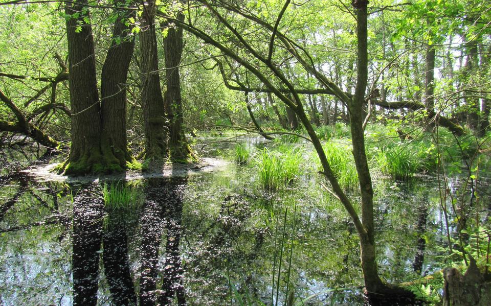 Natuurgebied Liefstinghsbroek is 2500 hectare groot. Er moet niet meer landbouwgrond aan natuur worden opgeofferd vindt de gemeenteraad van Westerwolde. 