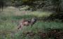 Drentse veeartsen hebben ‘grote zorgen’ over het toenemend aantal wolvenaanvallen en vinden de situatie in hun provincie niet langer houdbaar.