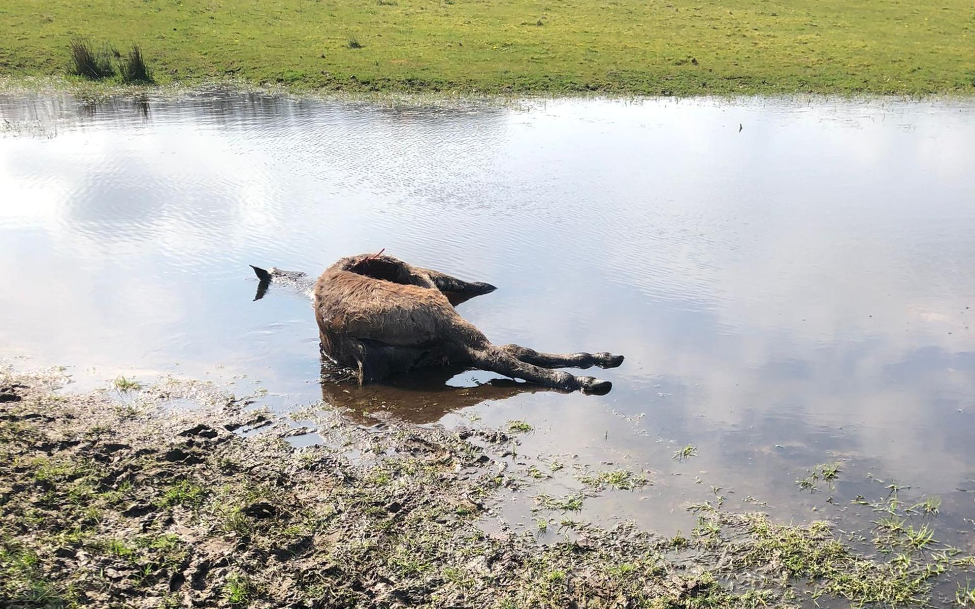 Het kadaver van de tien maanden oude exmoorpony van Jaap Mekel, vermoedelijk een gevolg van een wolvenaanval.