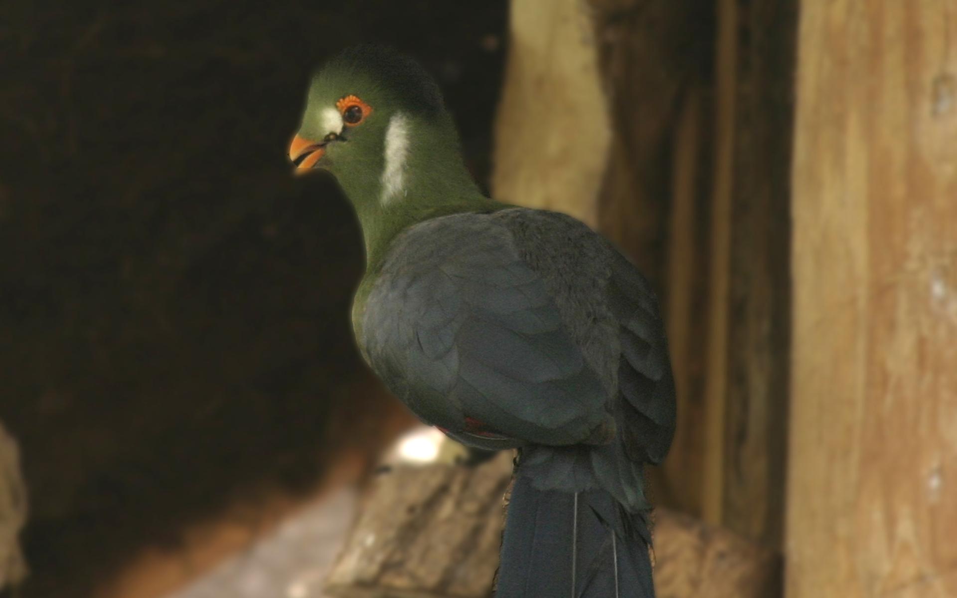 Oudste bewoner dierenpark Wonderwereld in Ter Apel dood. Witwangtoerako wordt 28 jaar - Dagblad van 