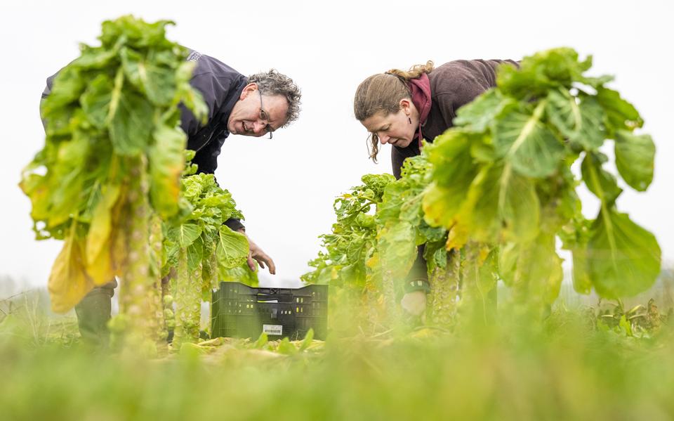 Burgers en boeren aan de slag op de Herenboerderij in Rhee