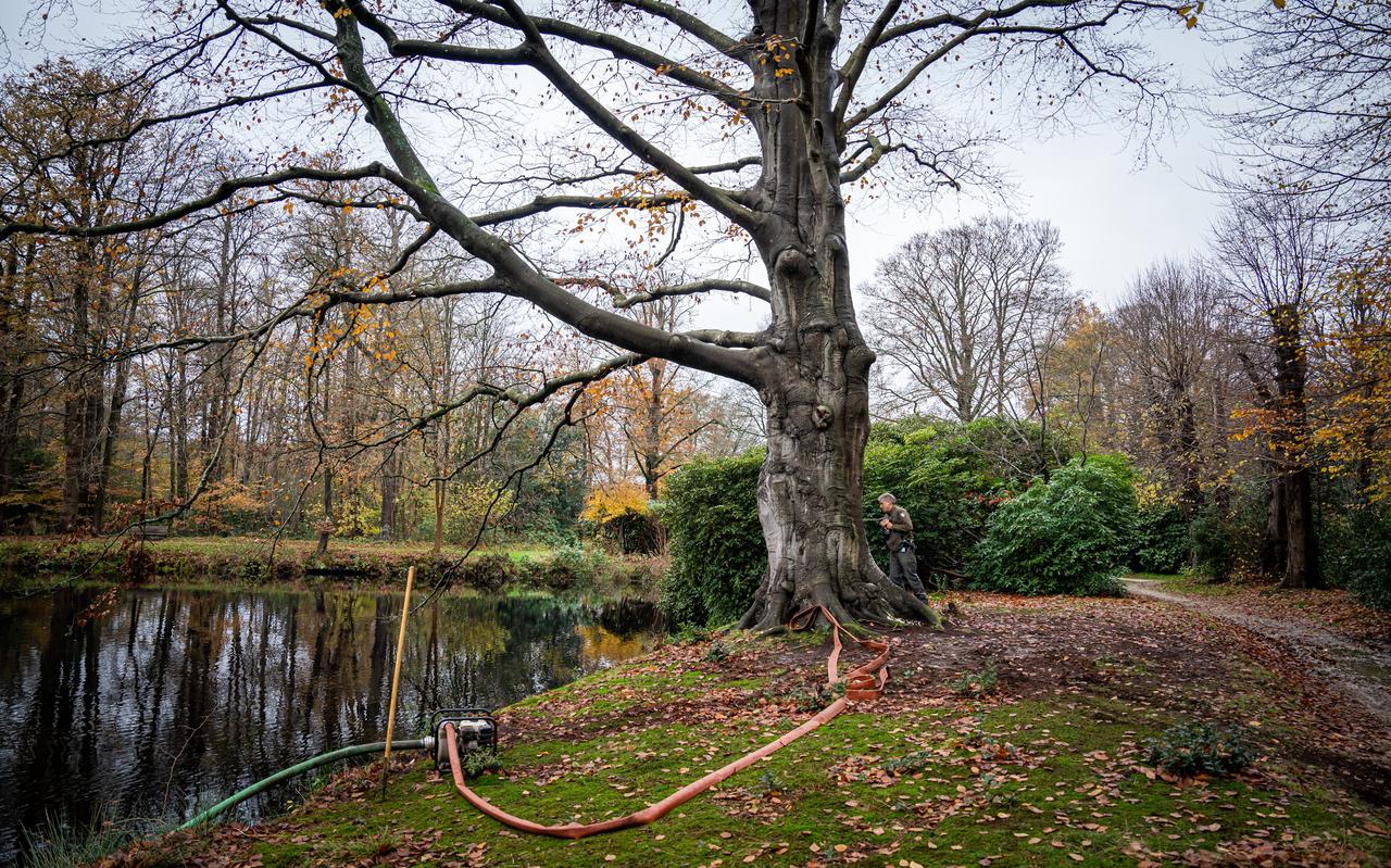 De door vuur aangetaste beuk op Landgoed De Braak. De door vuur aangetaste beuk op Landgoed De Braak.
