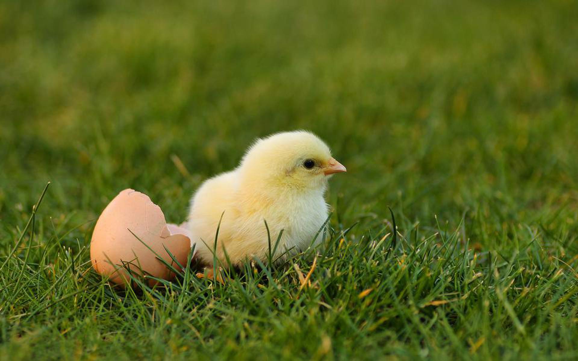 Vogelkuiken uit het ei.