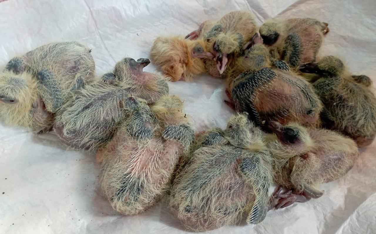 De elf jonge duiven zijn gedumpt in een greppel in Muntendam.