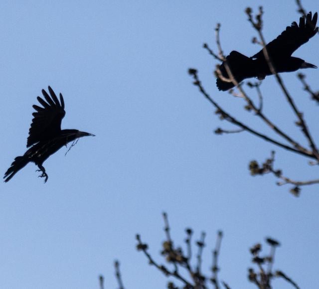 Emmen worstelt met overlast van krijsende roeken. ‘Gewenste vergunning van de provincie blijft uit