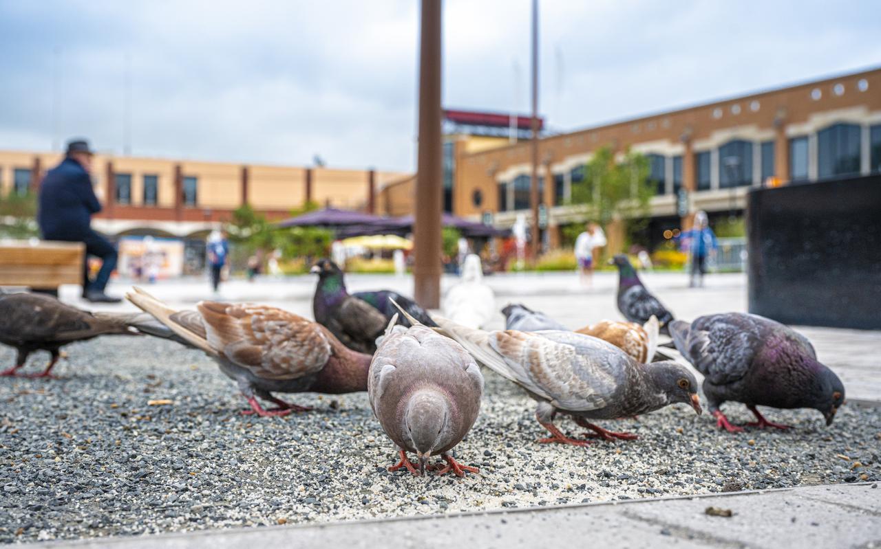 In de binnenstad van Assen ervaren bewoners en ondernemers al jaren overlast van duiven.
