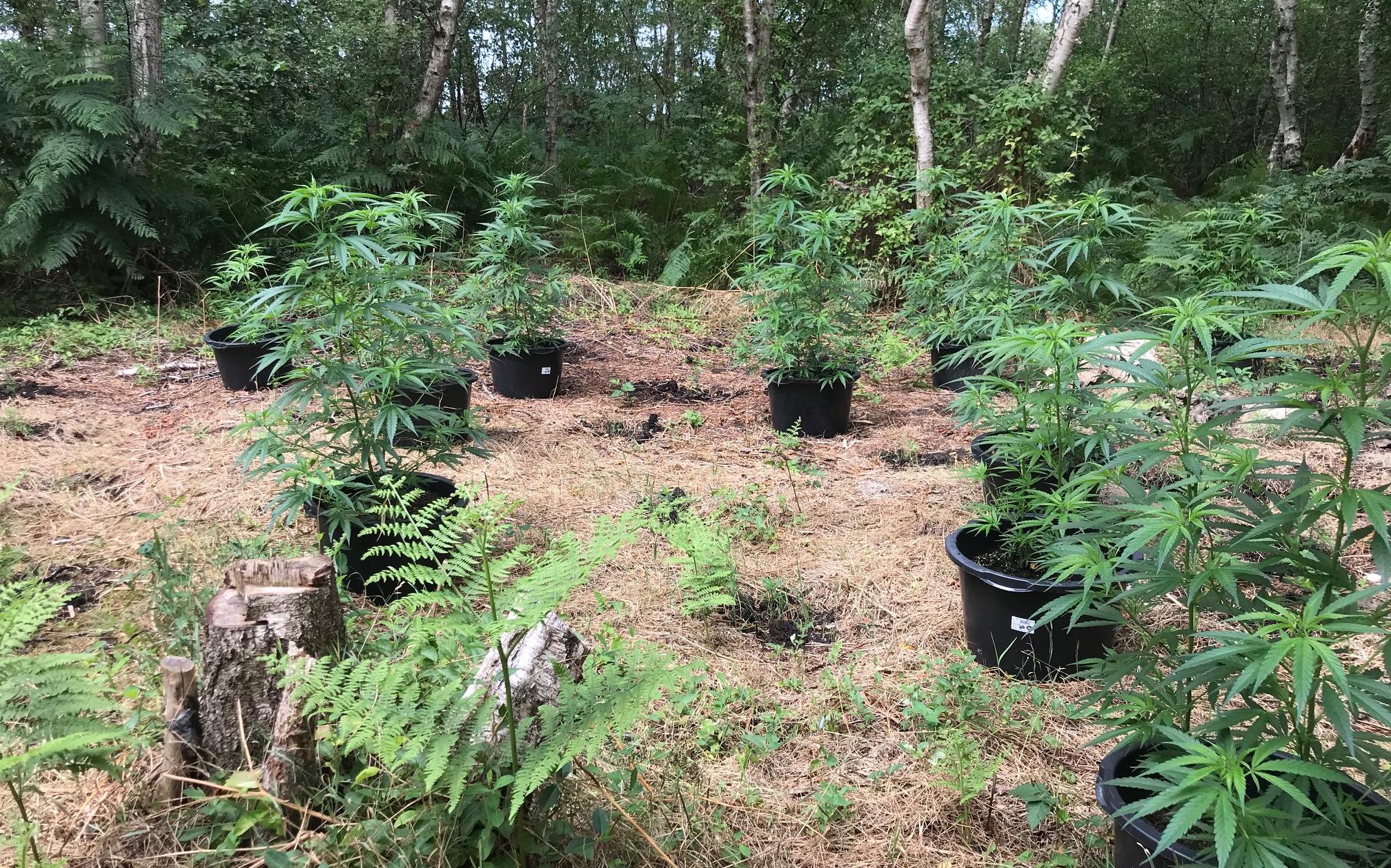 Hennepkwekerij in bosperceel in Nieuw-Schoonebeek, planten in speciekuipen - Dagblad van het Noorden