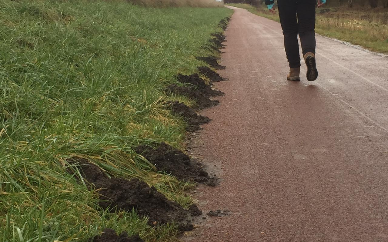 Langs de voet van het Winschoterdiep bij het Stadspark in Winschoten is een mol actief.