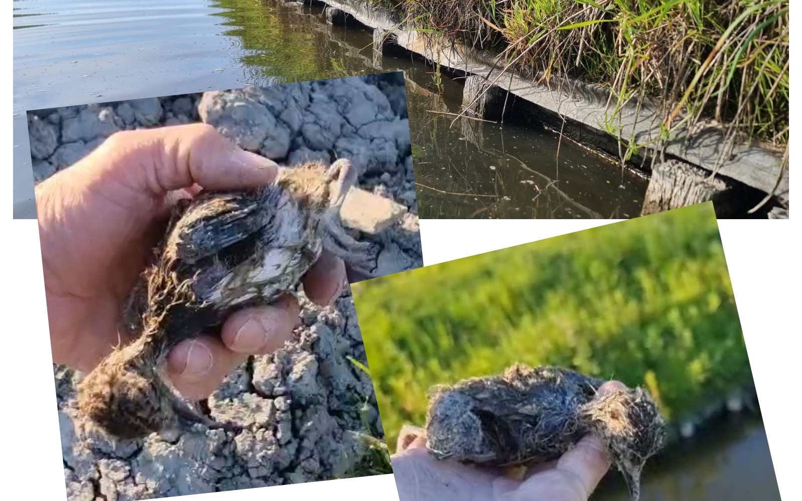Tientallen kuikentjes verdrinken door foutje van waterschap