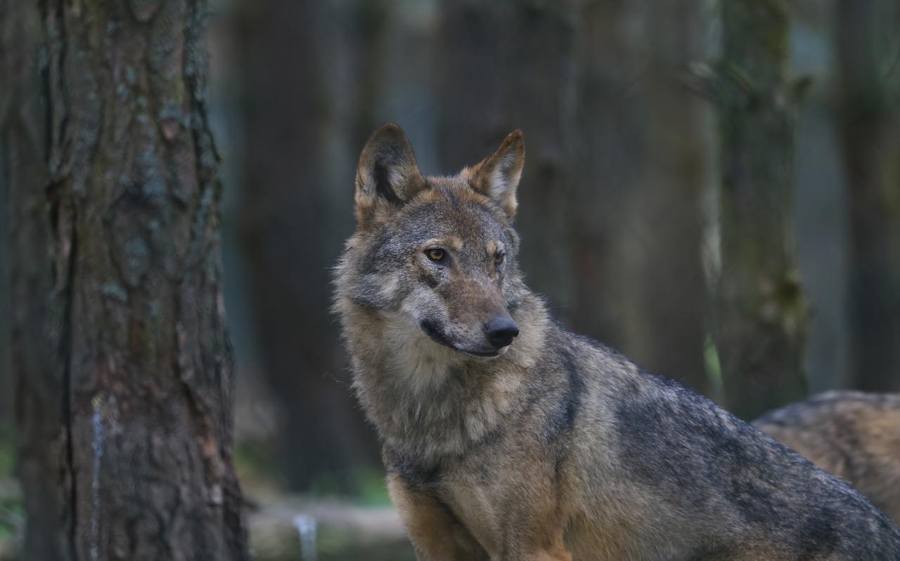 Een wolf. Een wolf.