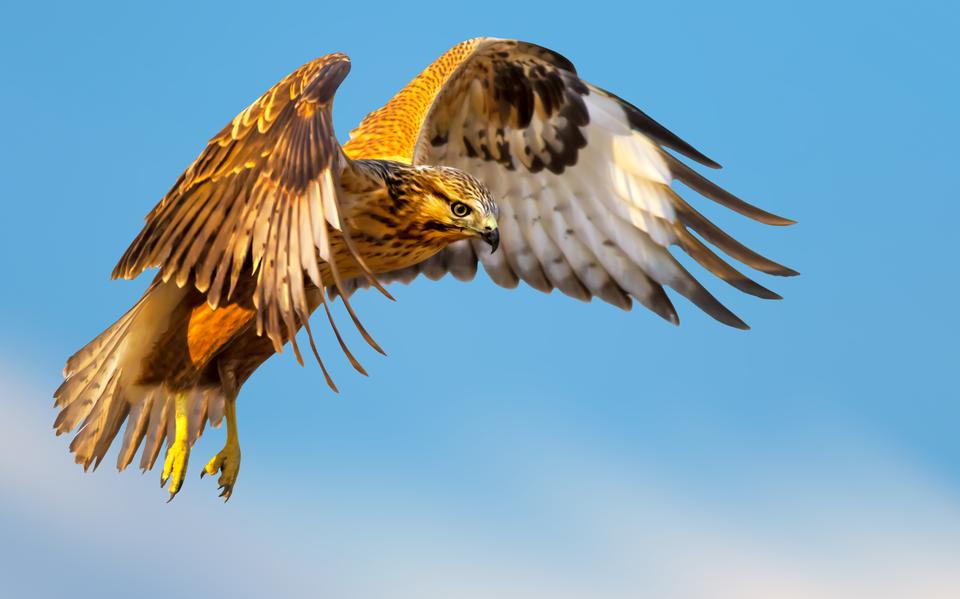 Een buizerd.