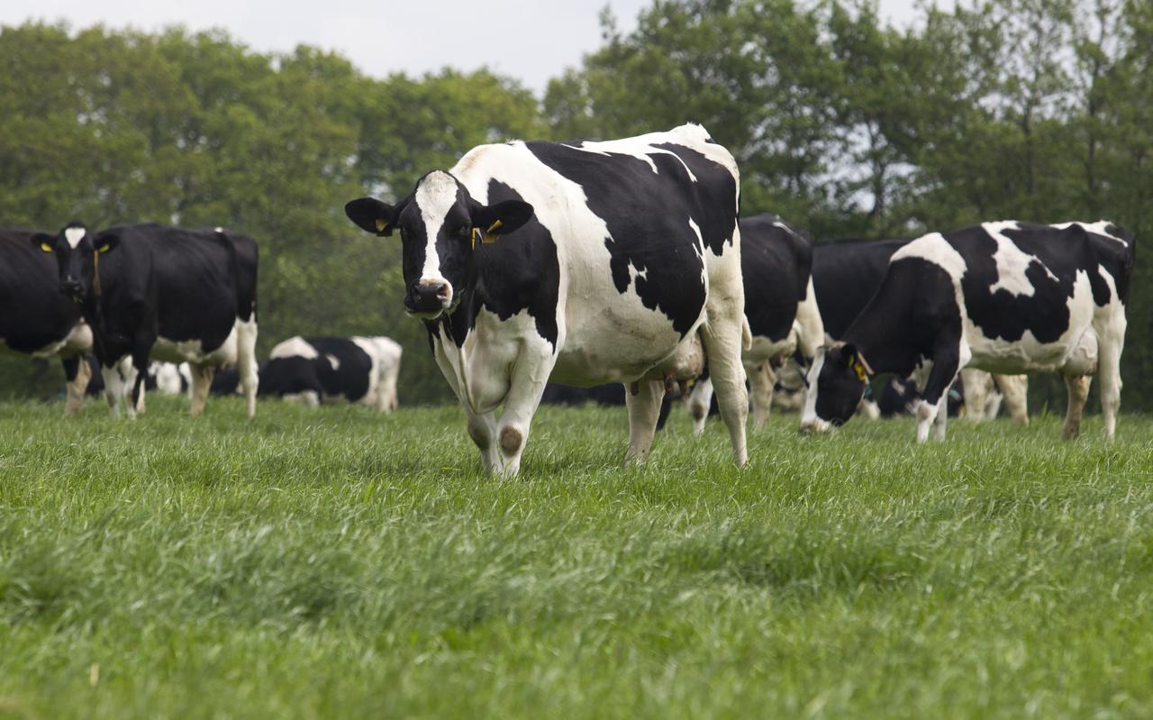 Magnesiumzout door de mest en meer weidegang van de koeien kan de stikstofuitstoot van de noordelijke melkveehouderij terugdringen.