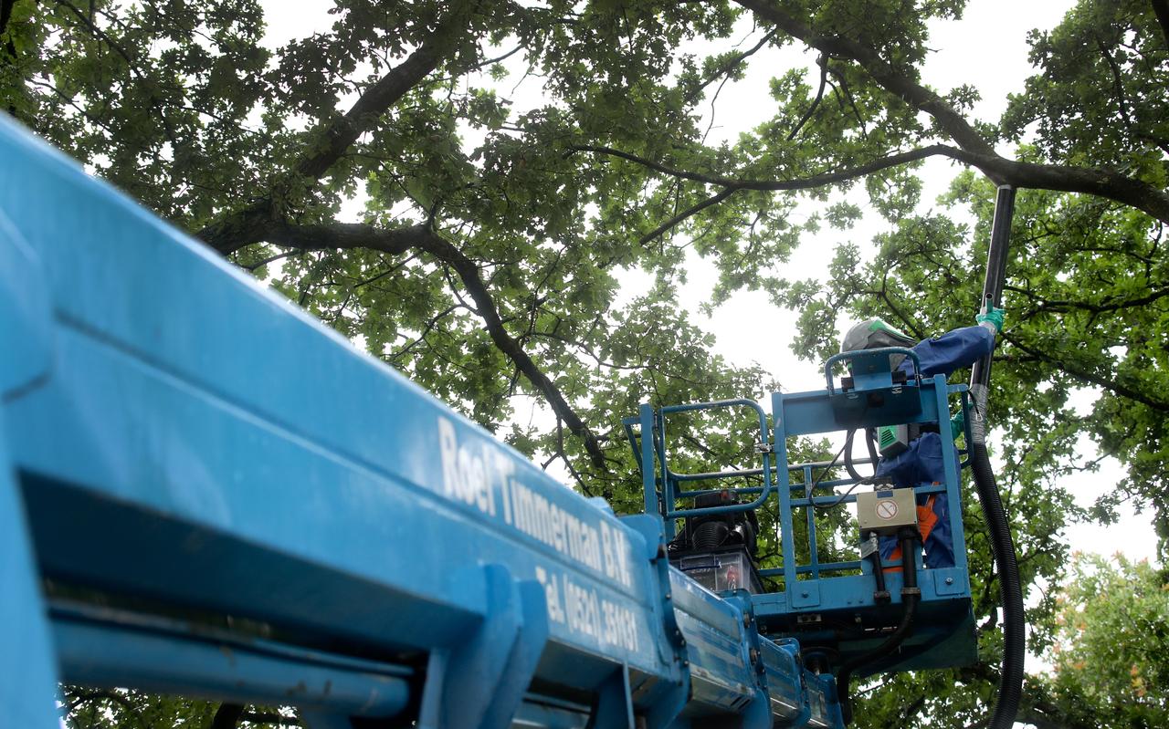 Volledig ingepakte medewerkers van Roel Timmerman halen met grote stofzuigers nesten uit de bomen, zoals hier in Gasselternijveen. Volledig ingepakte medewerkers van Roel Timmerman halen met grote stofzuigers nesten uit de bomen, zoals hier in Gasselternijveen.