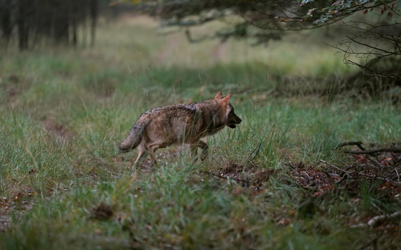 Een wolf op de Veluwe. FOTO ANP OTTO JELSMA