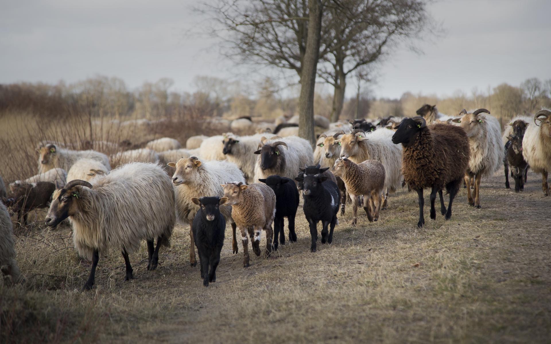 Drie incidenten tijdens Kerst op Drentse hei. Loslopende hond bijt schaapsherder in hand. 'Ik ben pa