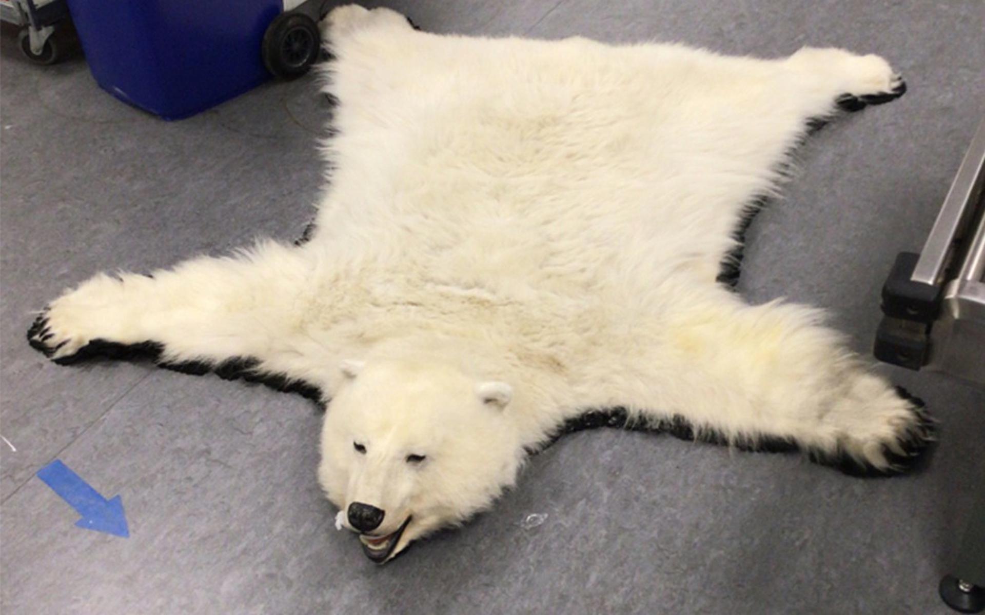 Th Pogo stick sprong Stoel Douane onderschept echte ijsbeer in postpakket: 'Een ijskoude en treurige  ontdekking' - Dagblad van het Noorden