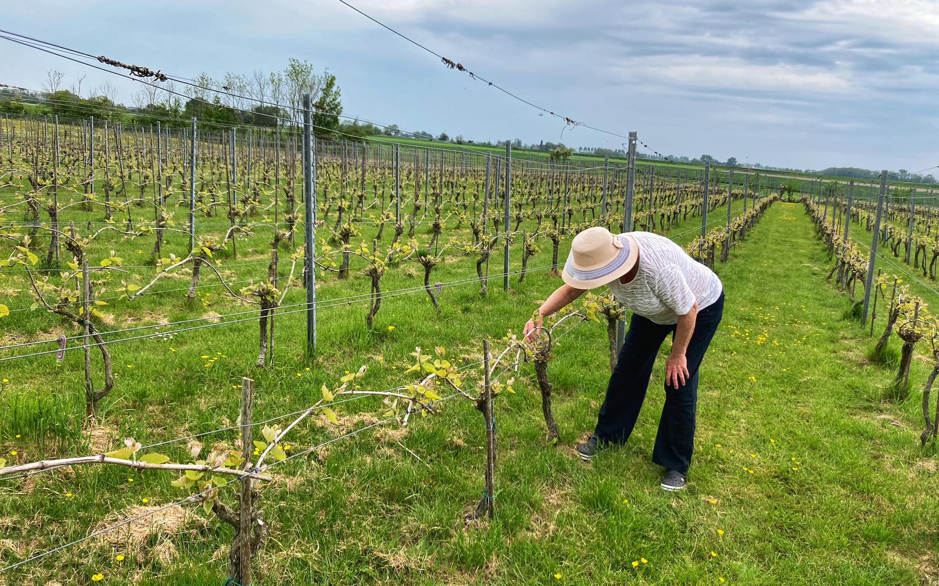 Wie aan wijngaarden denkt, fantaseert waarschijnlijk over glooiende berghellingen in Frankrijk, Italië en Spanje. In het noorden van Nederland zijn ook een paar wijngaarden, zoals deze bij Mensingeweer. Wijnboerin Elma Middel verbouwt druiven op haar Wijngaard Hof van 't Hogeland.