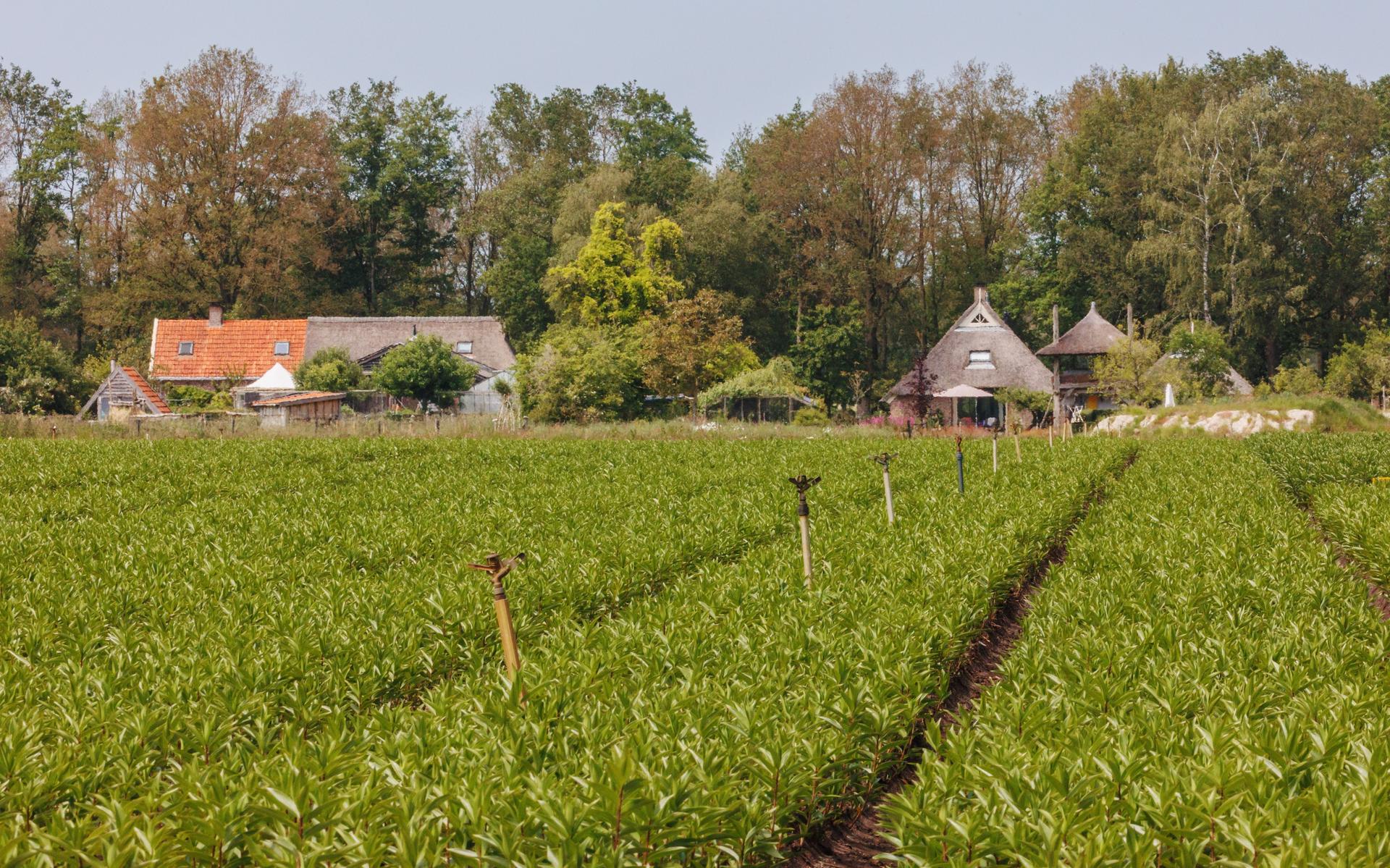 Rechter zet via kort geding streep door gebruik pesticiden door lelieteler Dwingeloo