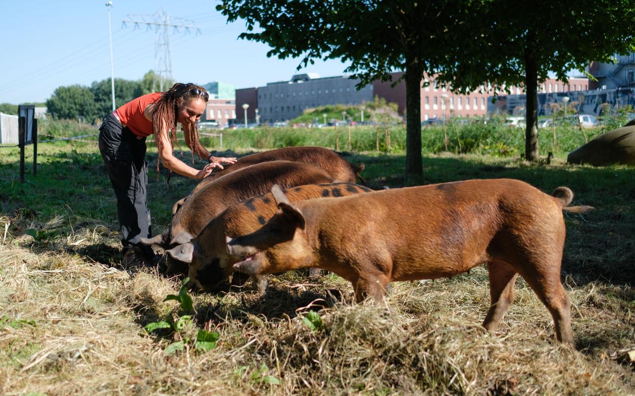 Varkentjes op het Zernike. Ze moeten de berenklauw op het terrein opeten met wortel en al. Zo moet op een natuurlijk wijze voorkomen worden dat de plant verder woekert. Ze hebben het reuze naar hun zin. Varkentjes op het Zernike. Ze moeten de berenklauw op het terrein opeten met wortel en al. Zo moet op een natuurlijk wijze voorkomen worden dat de plant verder woekert. Ze hebben het reuze naar hun zin.