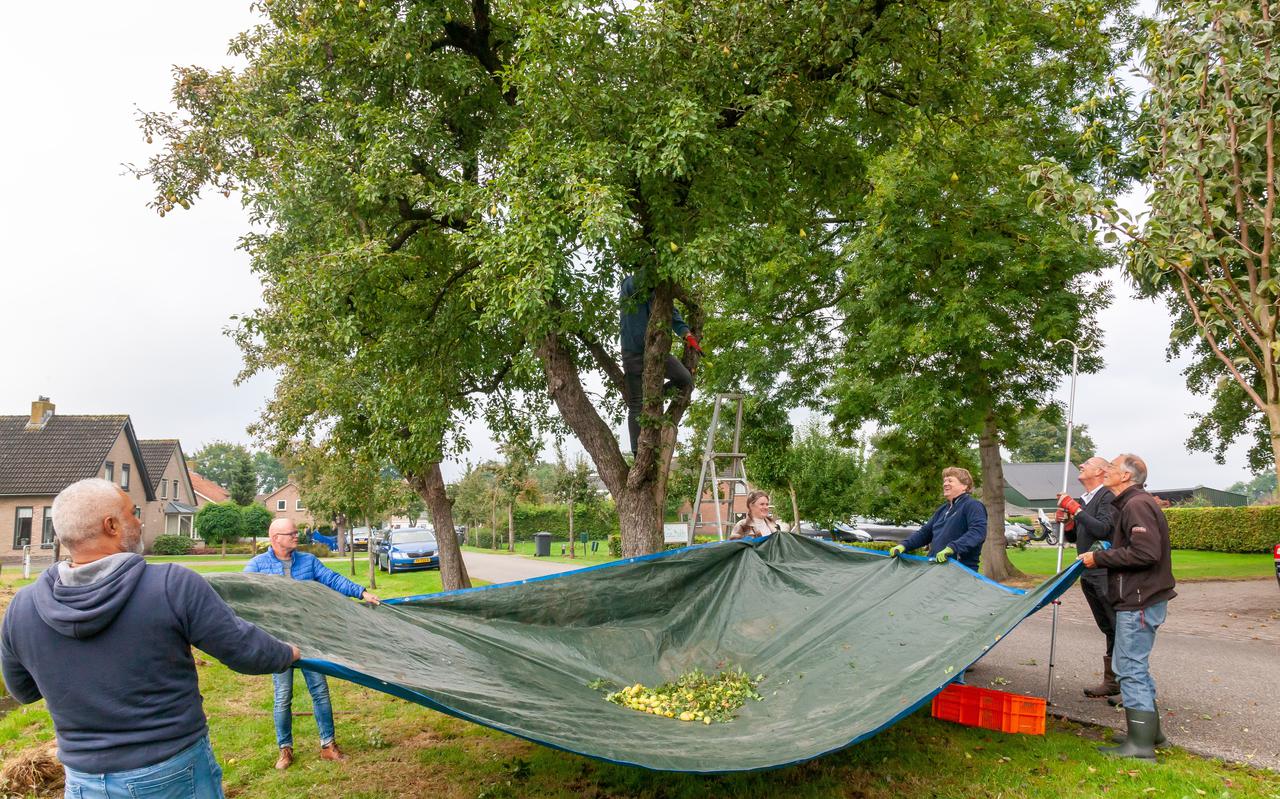 Deelnemers kunnen tijdens de jaarlijkse Perenpluk in Ruinerwold naar hartenlust fruit plukken uit hun eigen boom.