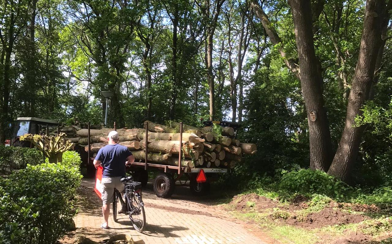 Met lede ogen zagen bewoners aan dat bomen werden gekapt en afgevoerd. Met lede ogen zagen bewoners aan dat bomen werden gekapt en afgevoerd.