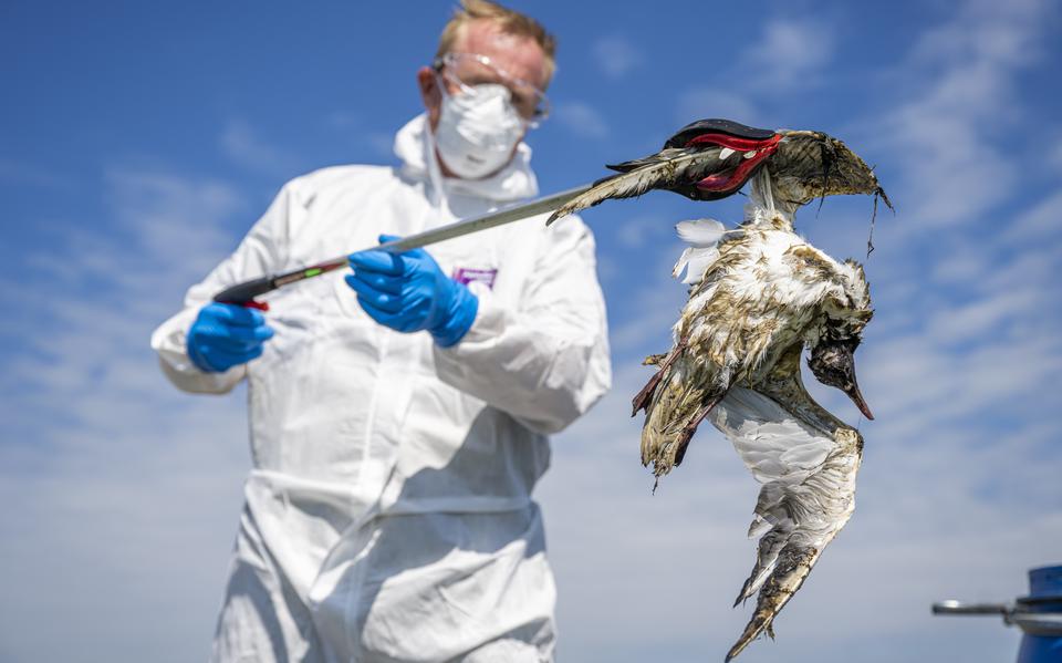 Boswachter Bart Zwiers ruimt dode vogels op in natuurgebied De Onlanden.