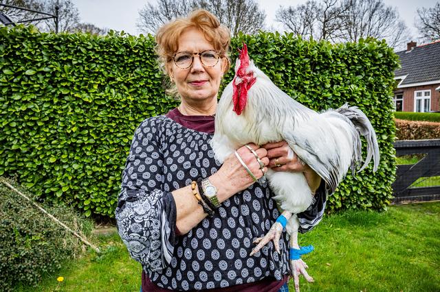 Kippen krijgen vaak verkeerd voer