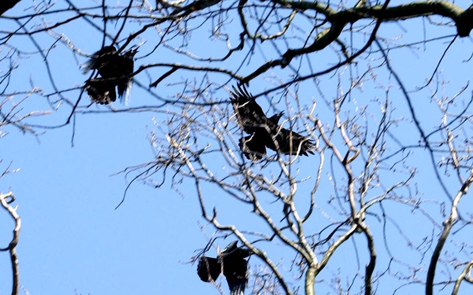 Roeken strijken neer in de bomen na een dagje werk op het land: maisboeren in Groningen ondervinden veel schade van de beschermde vogel.                               