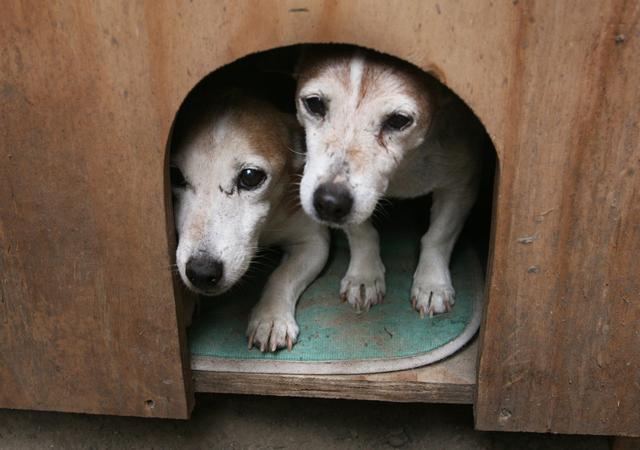 Verwaarloosde honden in Musselkanaal dood in een vijver gedumpt. ‘We konden de dierenarts niet betal