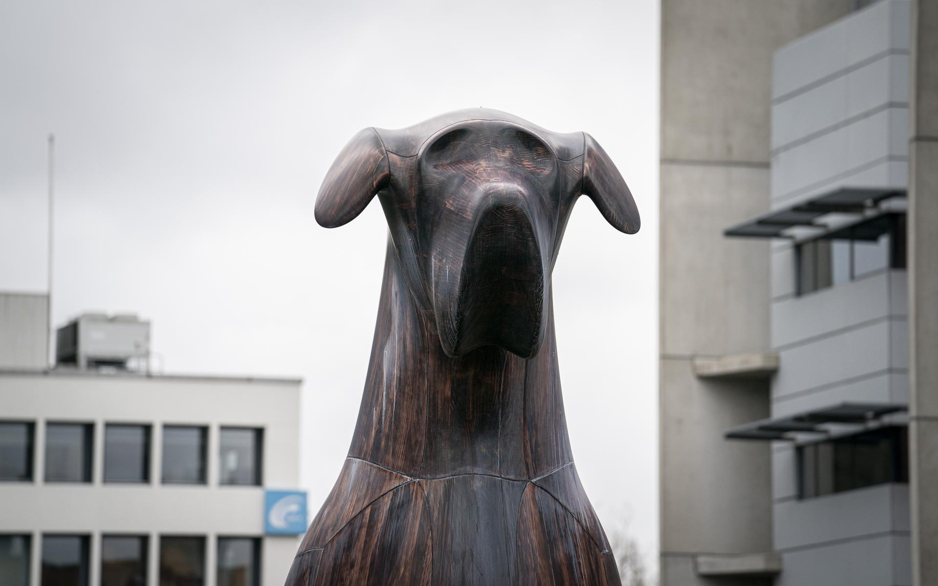 Hond Mannes staat er na nog geen jaar weinig florissant bij.