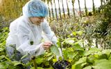 Bladvlooien werden in 2020 losgelaten om de Japanse duizendknoop-plant te bestrijden.